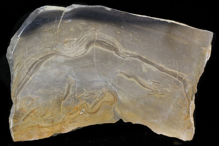 Devonian Stromatolite Slice - Orkney, Scotland #40121